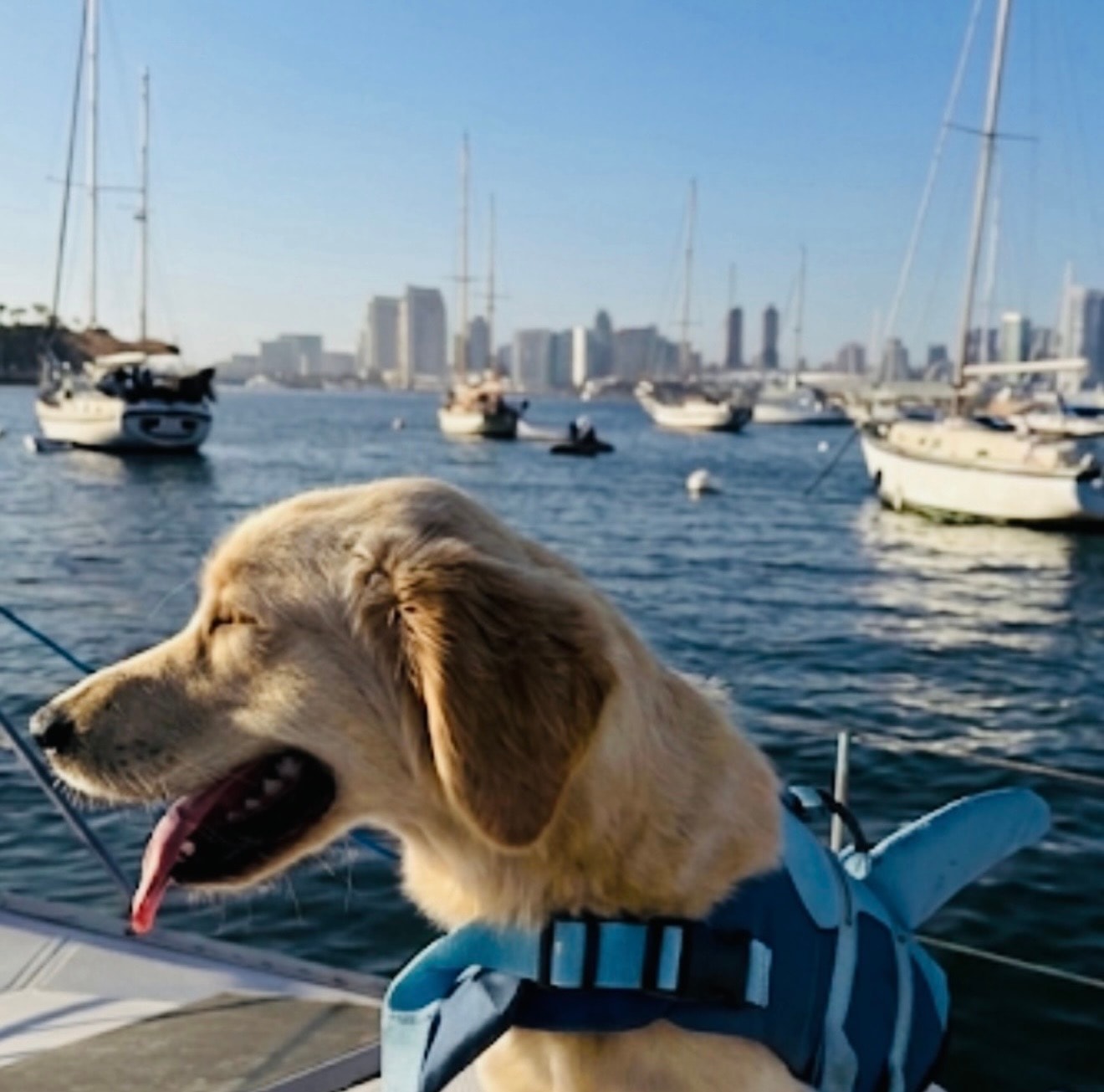 Daisy wearing a life jacket on a boat with a marina and city skyline in the background