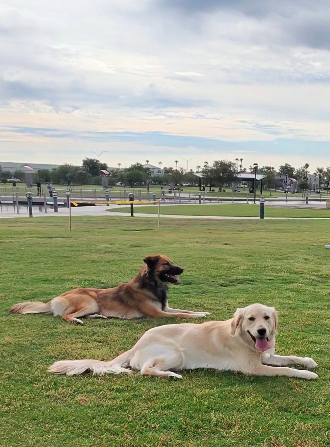 Daisy and her friend Rook lying on the grass at a park after a fun play session