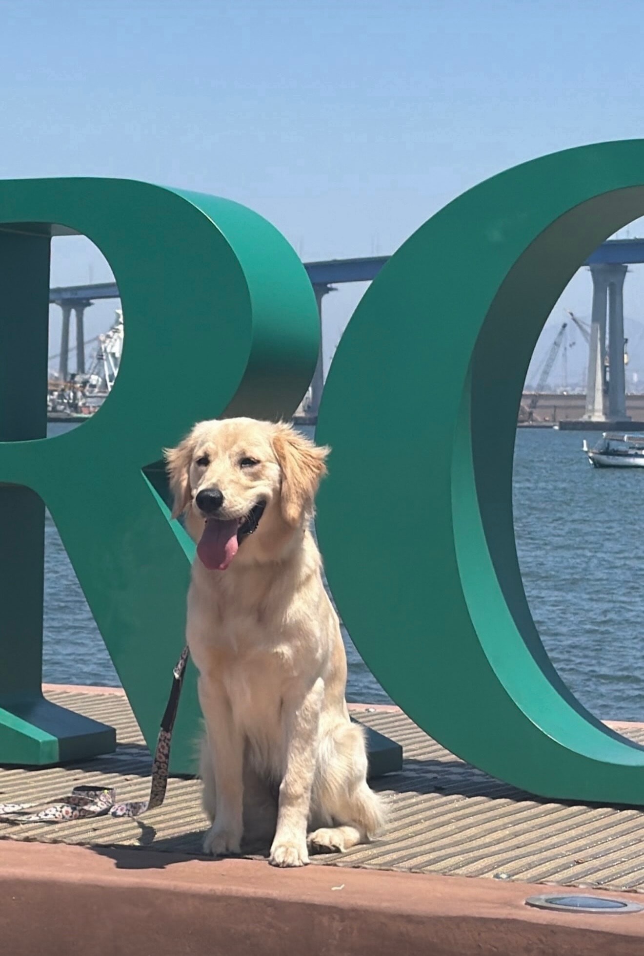 Daisy sitting at the waterfront in front of large green letters with a bridge in the background
